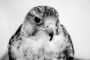 falcon_baloban